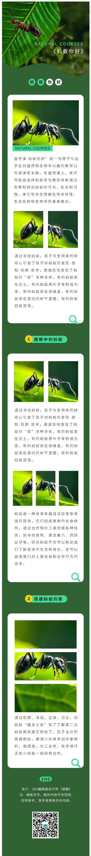 自然课程小蚂蚁科普动物教育绿色