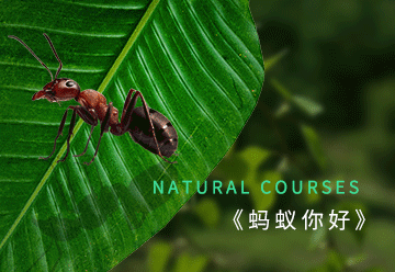 自然课程,小蚂蚁,科普,动物,教育,绿色,GIF,动态模板